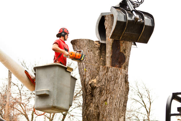 How Our Tree Care Process Works  in  Crowley, LA